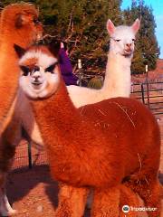 Alpacas of the Southwest