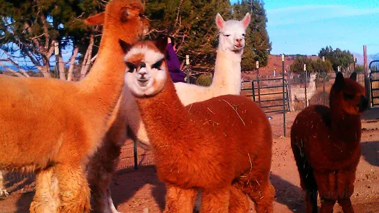 Alpacas of the Southwest