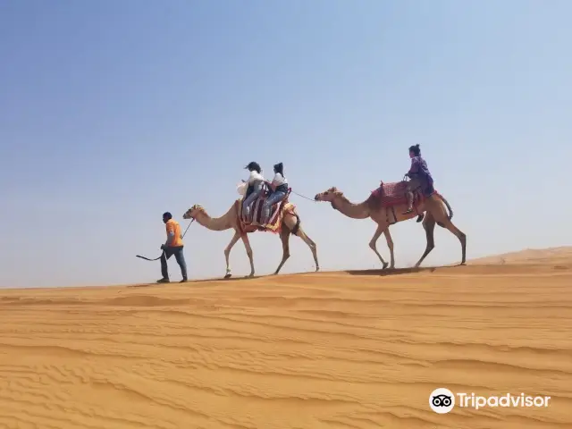 Camel Riding in Dubai