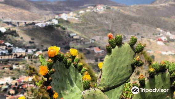 Mirador Pico de Bandama