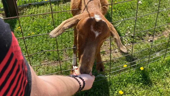 Animal Haven Farm Zoo