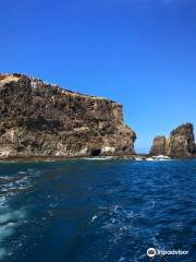 Channel Islands Whale Watching