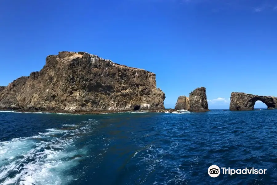 Channel Islands Whale Watching