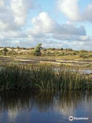 Honko Community-Based Mangrove Reserve