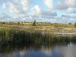 Honko Community-Based Mangrove Reserve