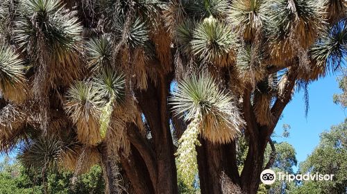 Arizona Garden