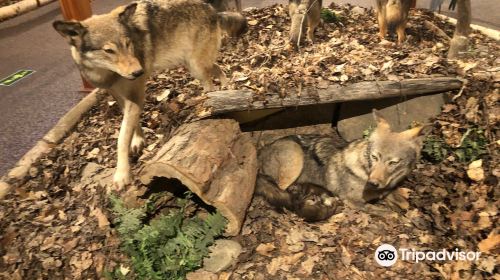 Haliburton Forest Wolf Centre