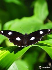 Australian Butterfly Sanctuary