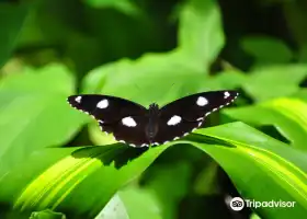 Australian Butterfly Sanctuary