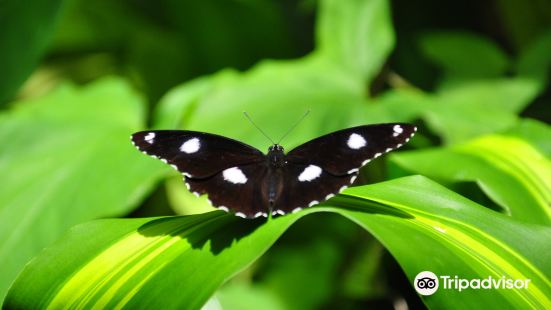 Australian Butterfly Sanctuary