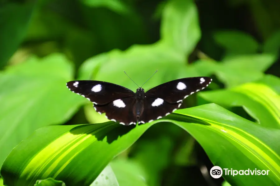 Australian Butterfly Sanctuary