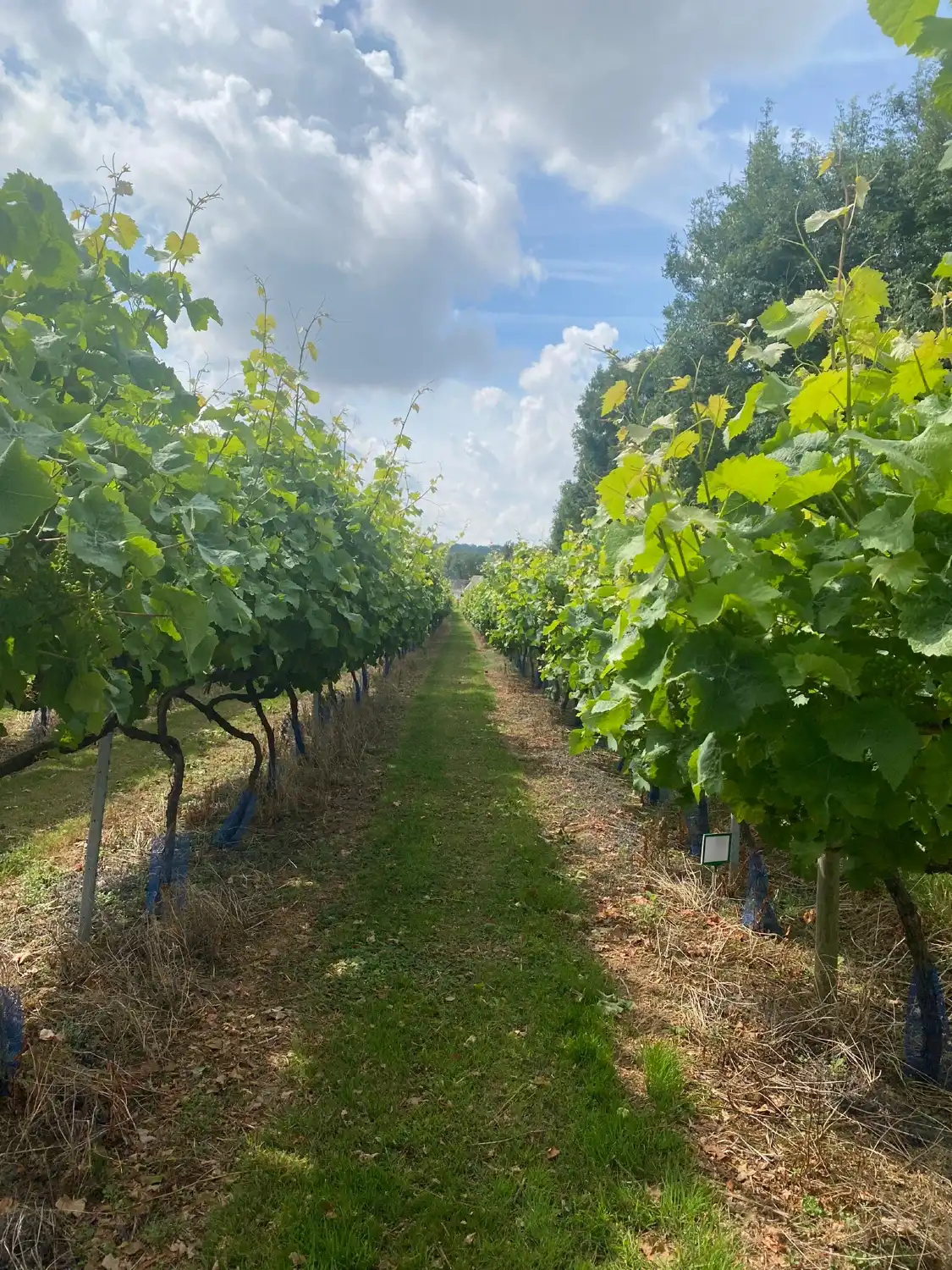 Hotels near Little Oak Vineyard