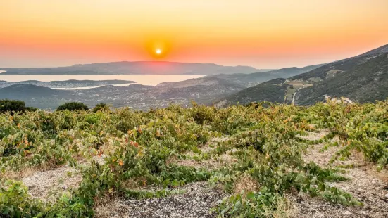 Orealios Gaea - Vine Growers of Robola