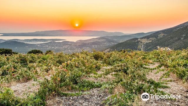 Orealios Gaea - Vine Growers of Robola