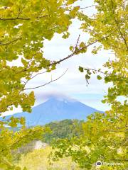 Tarumizu Sembon Ginkgo Garden