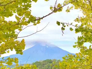 Tarumizu Sembon Ginkgo Garden