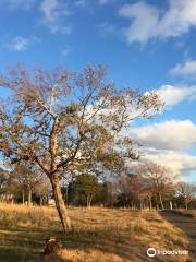 Maishima Ryokuchi Park