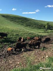 Wildlife Loop Road