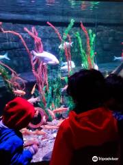 Gardaland SEA LIFE Aquarium