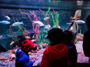 Gardaland SEA LIFE Aquarium