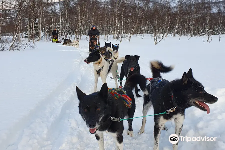 Husky Isogaisa