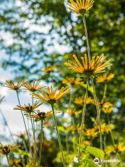 Tangled Garden