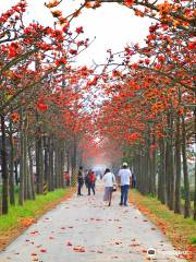 Baihe Linchupi Kapok Road