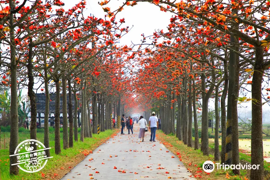 Baihe Linchupi Kapok Road