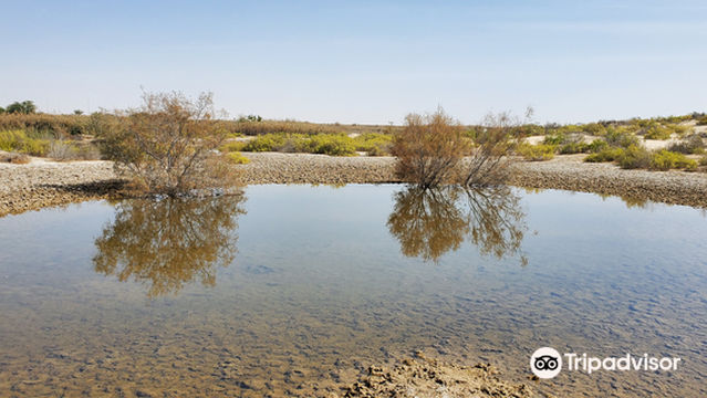 Al Wathba Wetland Reserve