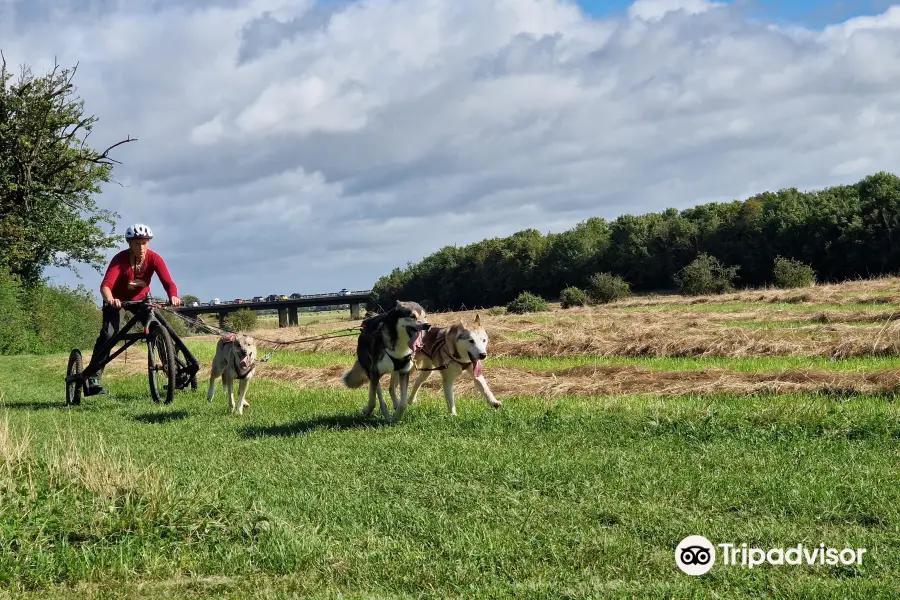 Arctic Quest Sled Dog Adventures