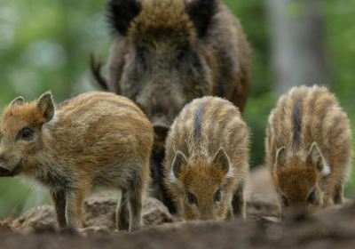 Tier-Freigelände im Nationalparkzentrum Lusen