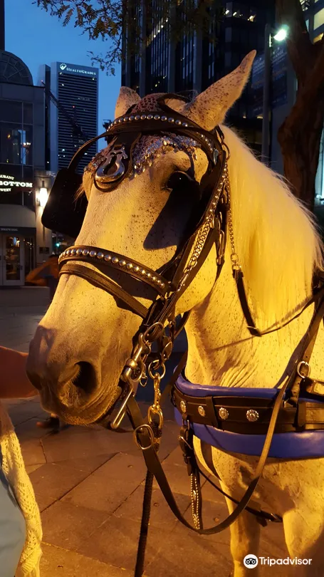 4_Irish Rose Carriages