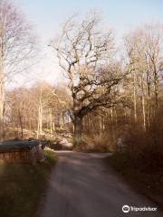 Forêt de Boserup