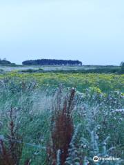 Lunt Meadows Nature Reserve