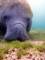 Explorida - Manatee Swim Tours