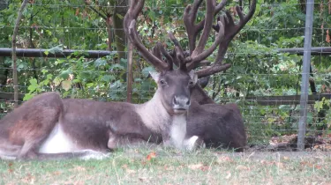 Opel Zoo