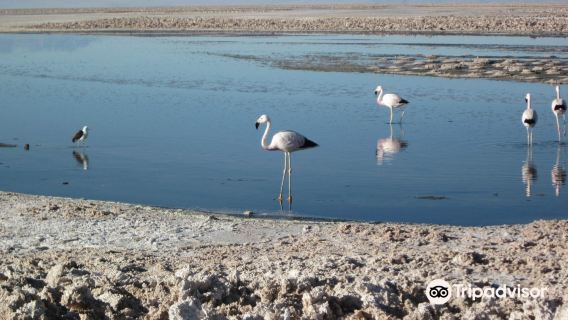 tour di un giorno al lago Red Rock Plateau da San Pedro, Cile, per vedere fenicotteri e saline