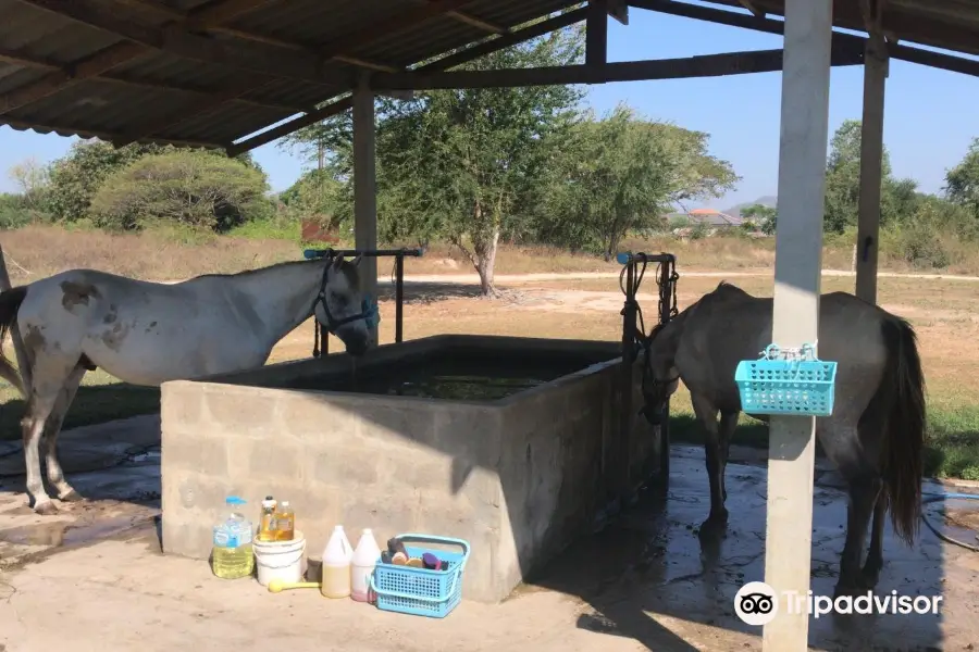 HUA HIN Horse Club