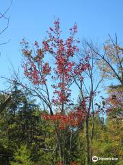 Mountain Top Arboretum