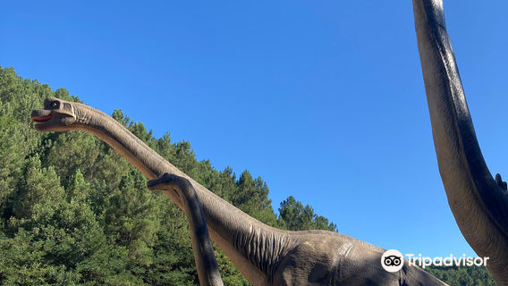 The Forest of Fossils