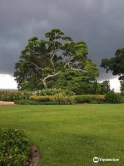 Tree of Life Buderim