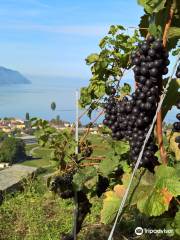 Domaine et Cave Christophe & Christine Bertholet