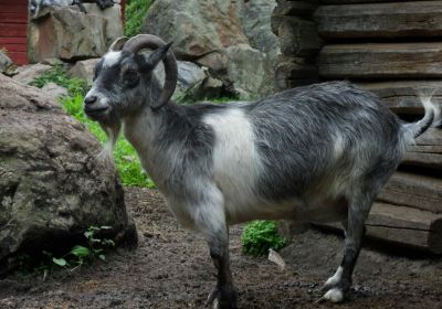 Toivonen farm animal park and farming museum