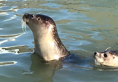 Natureland Seal Sanctuary