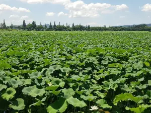 回山白蓮池