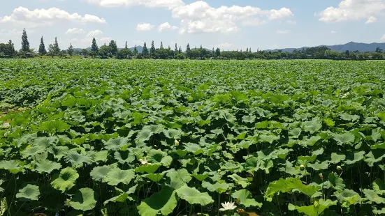 回山白蓮池