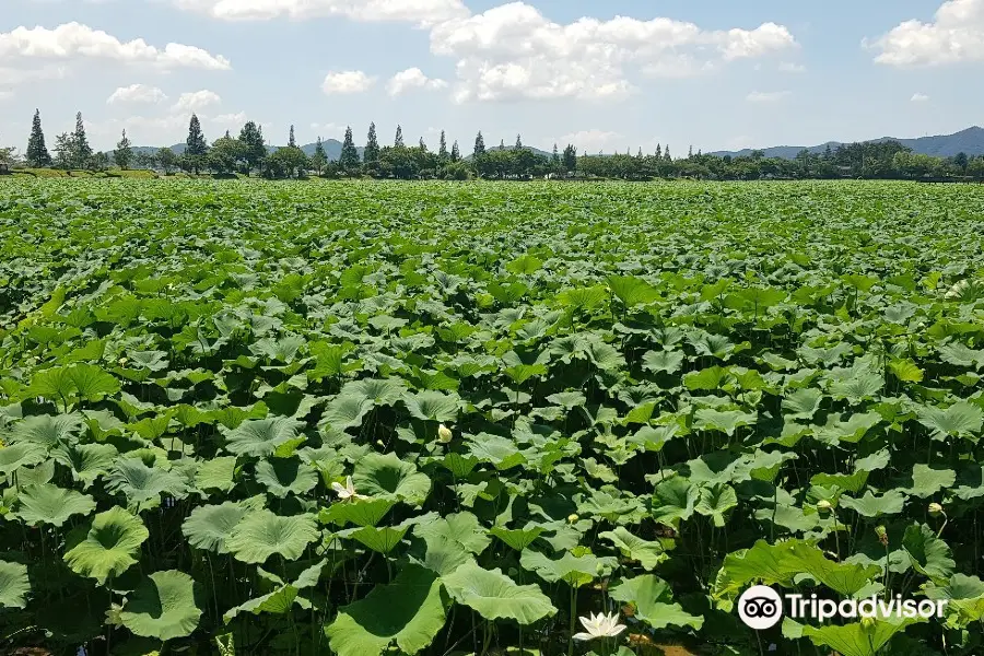 Hoesan White Lotus Pond