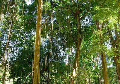 Sai Ngam Natural Mineral Spring