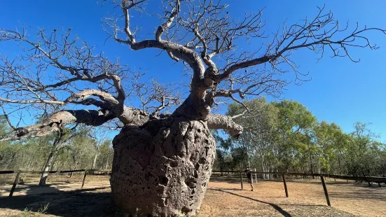 Boab Prison Tree