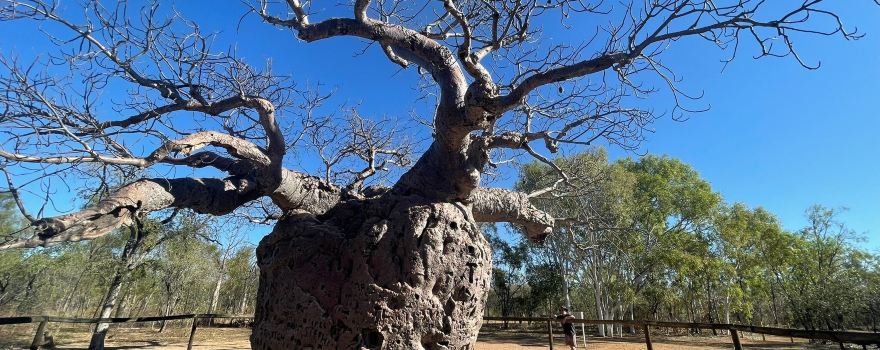 Boab Prison Tree
